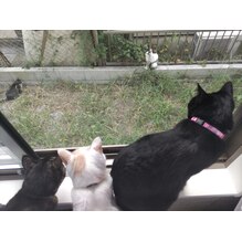 ブログ画像