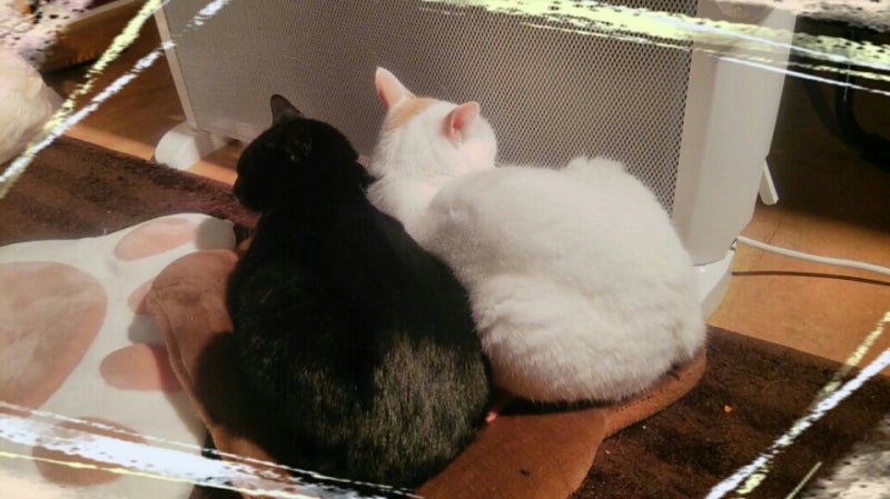 ブログ画像